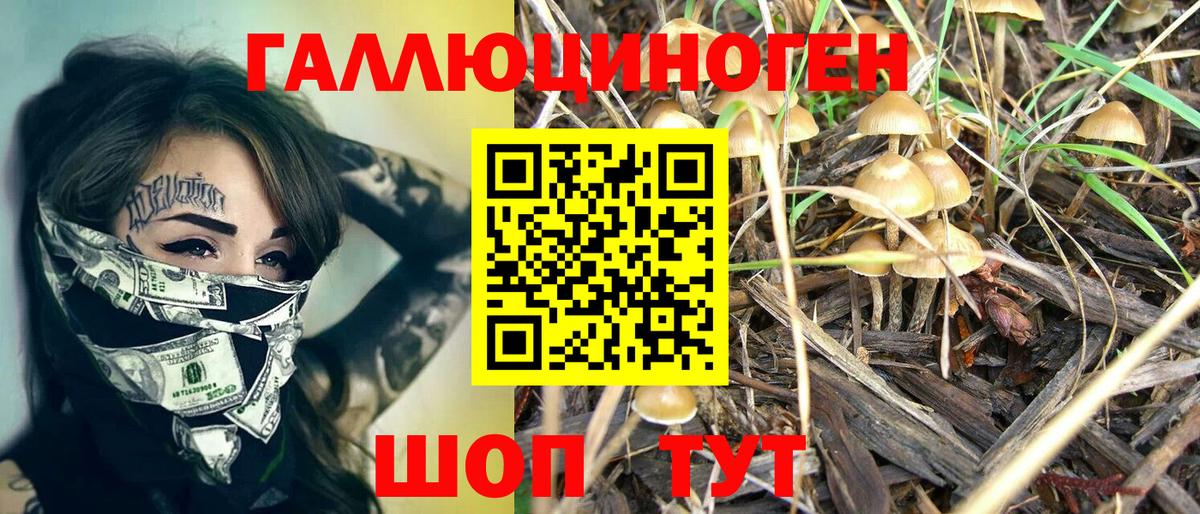 Галлюциногенные грибы Psilocybe  Вход с VPN  Солнечногорск 
